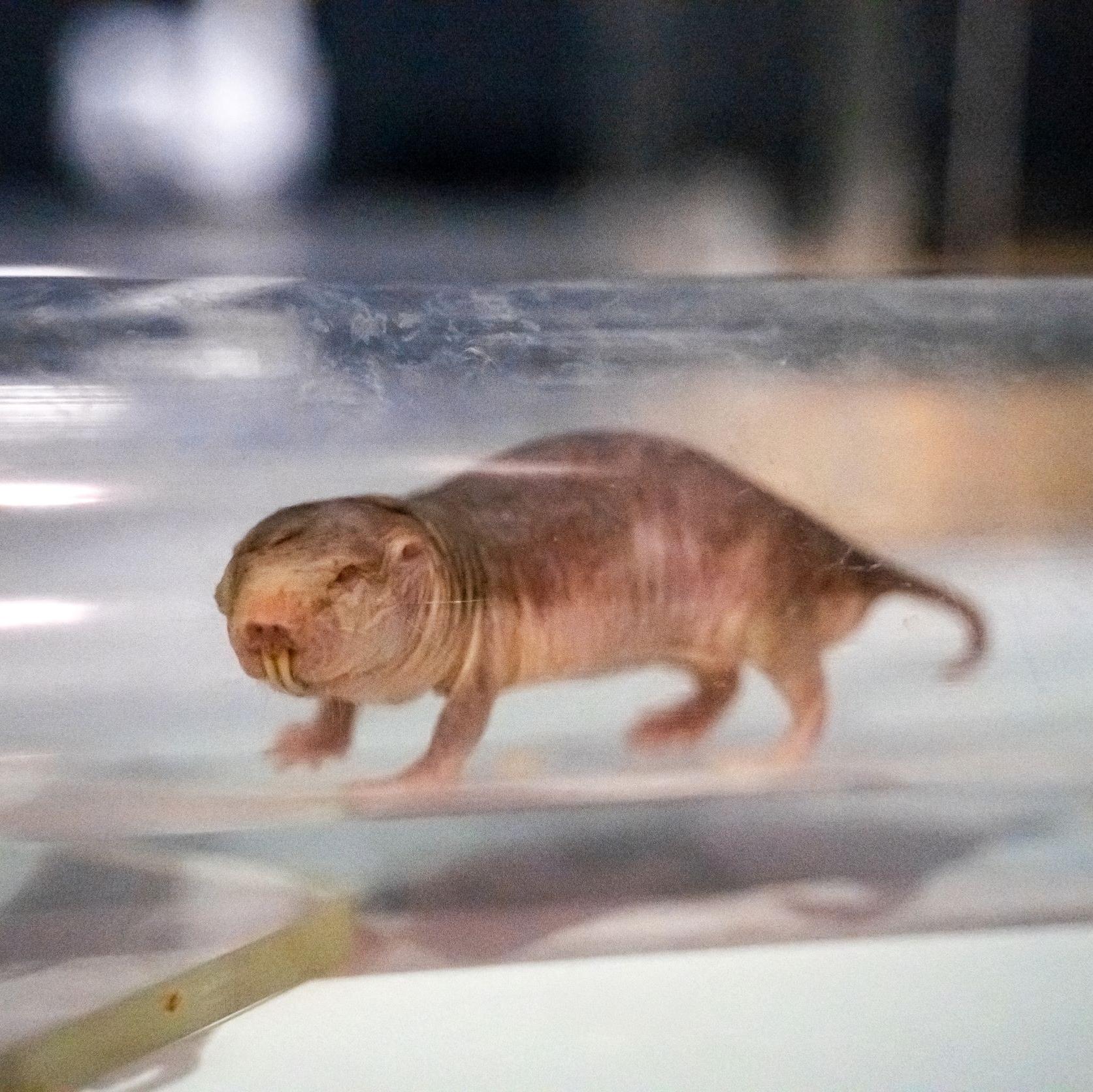 Семейство редких «вечно молодых» животных обосновалось в Университете «Сириус»