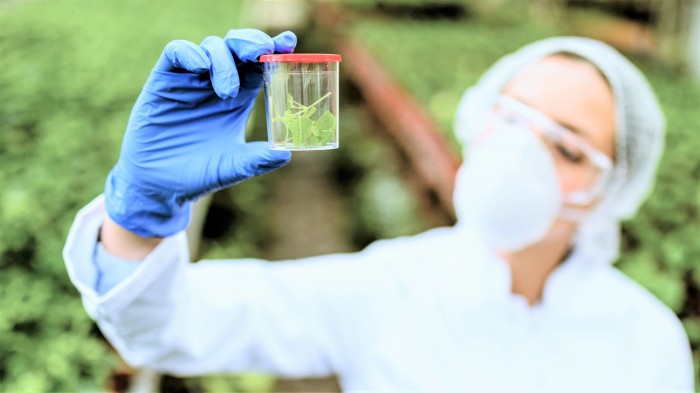 Инженерия в биологии растений