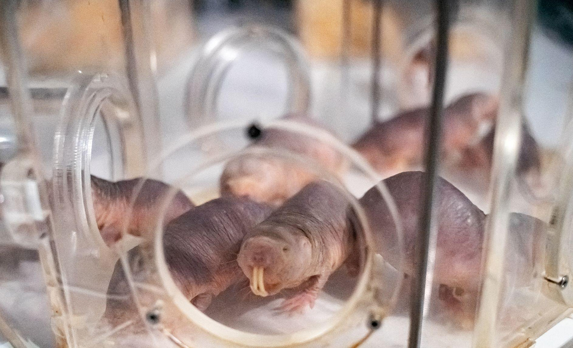 Семейство редких «вечно молодых» животных обосновалось в Университете «Сириус»